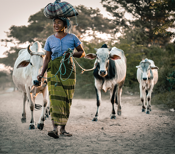 cow grazing woman